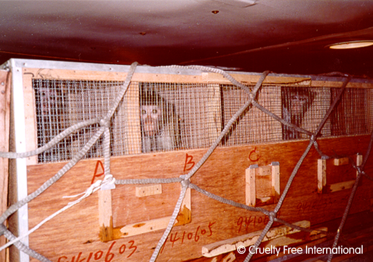 Monkeys caged in the cargo hold