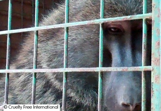 Baboon used in animal experiment