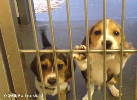 Dogs like these are used in cruel heart research experiments