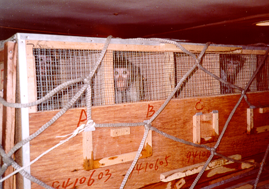 Transporting monkeys for experiments