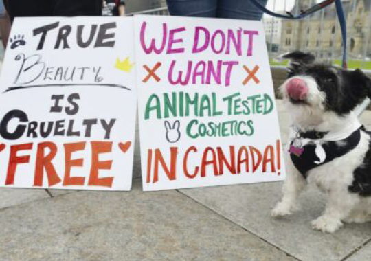 Canada poised to be first country in North America to end cosmetics animal  testing | Cruelty Free International