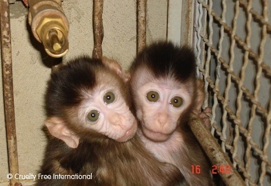 Infant monkeys on farrm