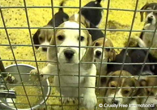 Cruelty Free International investigation at a breeding facility supplying dogs