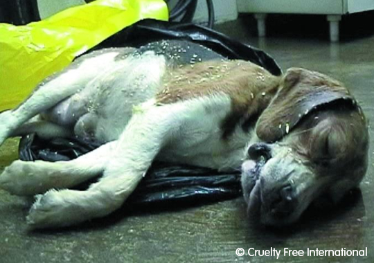 Cruelty Free International investigation at a breeding facility supplying dogs