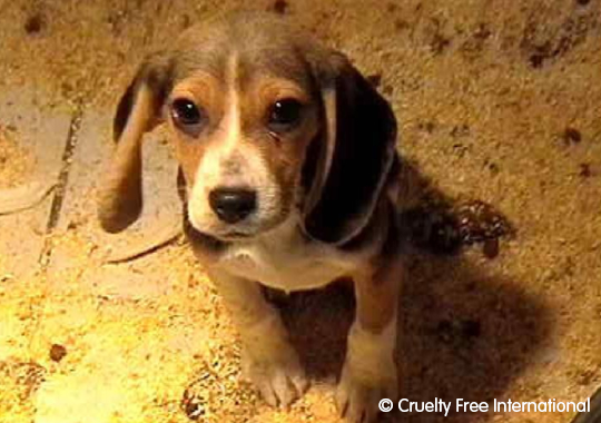 Cruelty Free International investigation at a breeding facility supplying dogs