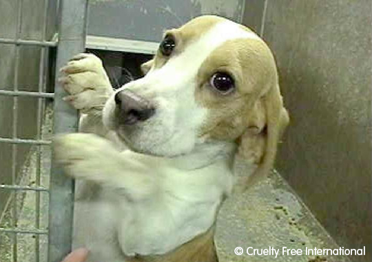 Cruelty Free International investigation at a breeding facility supplying dogs