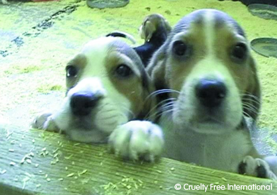 Cruelty Free International investigation at a breeding facility supplying dogs