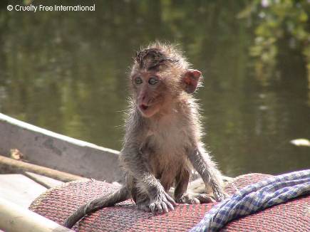 Infant monkey 