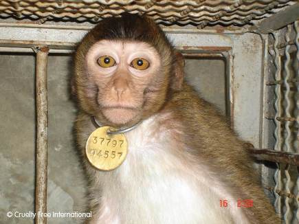 Monkey housed at Vanny Bio-Research 