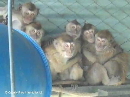 Group of monkeys 