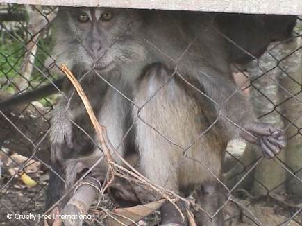 Wild caught monkey 