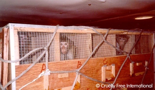 Monkeys in airline crates