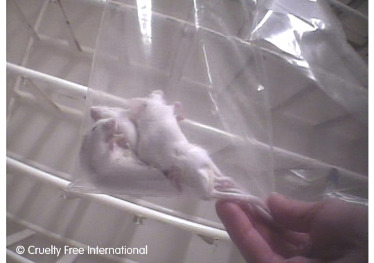 Dead mice were sealed in plastic bags and discarded.