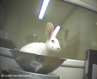 Rabbit being weighed