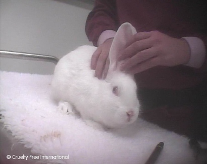 Rabbit being handled