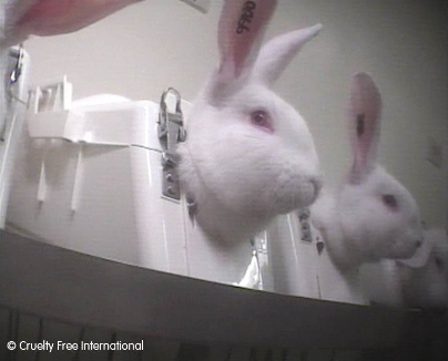 Rabbits in stocks 