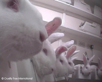 Rabbits in stocks in a row