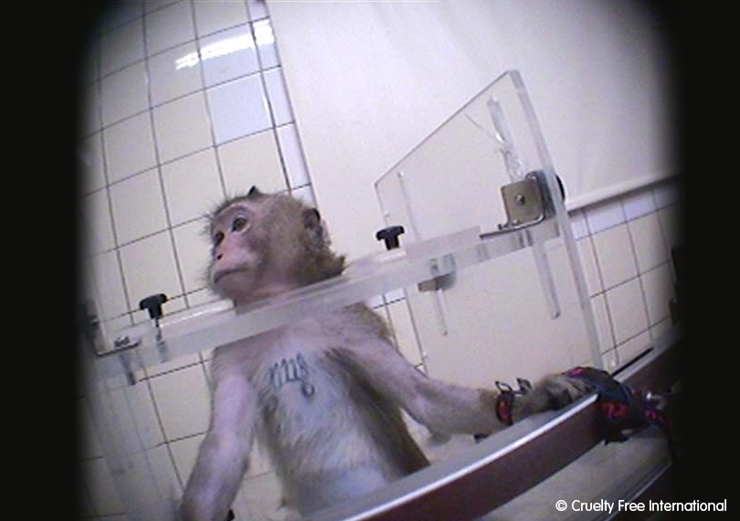 Monkey used in toxicity testing at a German laboratory