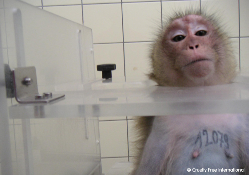 Monkey used in toxicity testing at a German laboratory