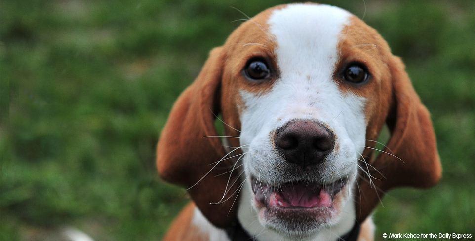 Oliver the rescued beagle. Copyright Mark Kehoe for the Daily Express