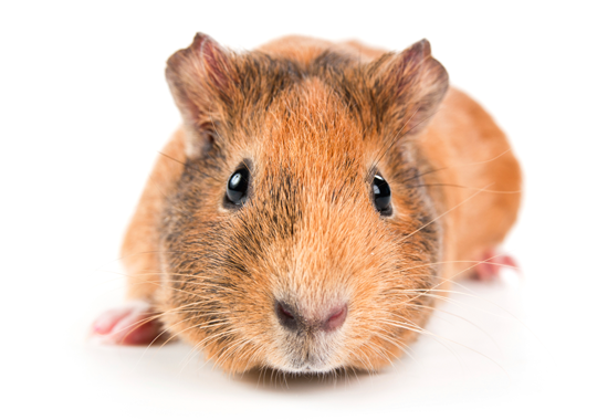 Replace Animal Tests: the RAT list | Cruelty Free International