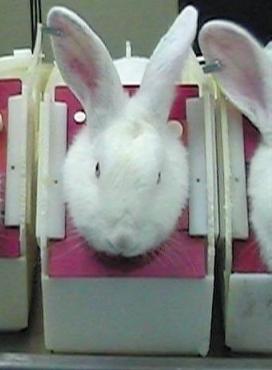 Ending cosmetics testing on animals | Cruelty Free International
