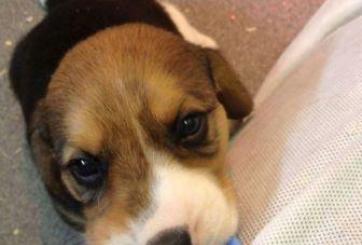 Animal experiments are cruel, unreliable, and even dangerous.