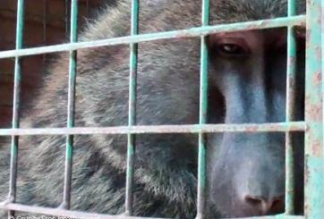 Baboon in cage 