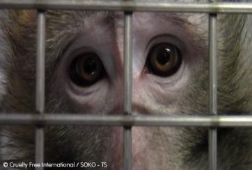 Monkey experiments at Max Planck Institute, Germany