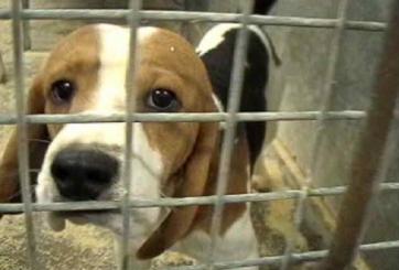Animal testing is carried out in a wide range of areas, including biological research, and testing medicines and chemicals.