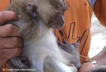 Cruel Mauritius monkey trade