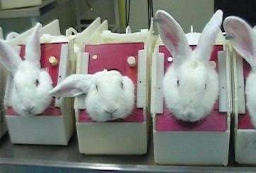 Rabbits suffering in experiments for cosmetics