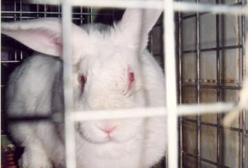 Rabbit suffering in animal tests for cosmetics