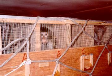 Monkeys being transport to laboratories for experiments