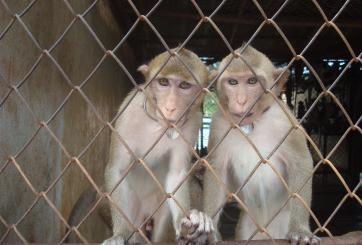 Thailand monkeys for the research industry
