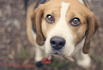 Beagle looking up at camera