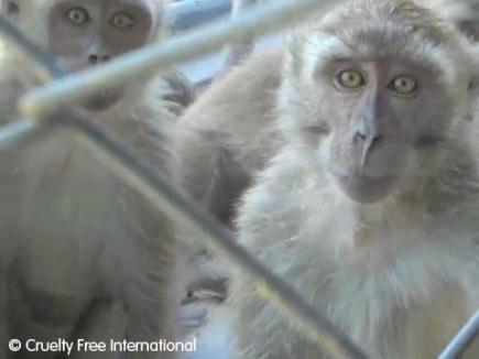 Monkey in breeding farm.