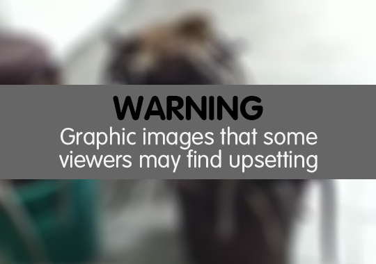 Warning graphic images that some viewers may find upsetting