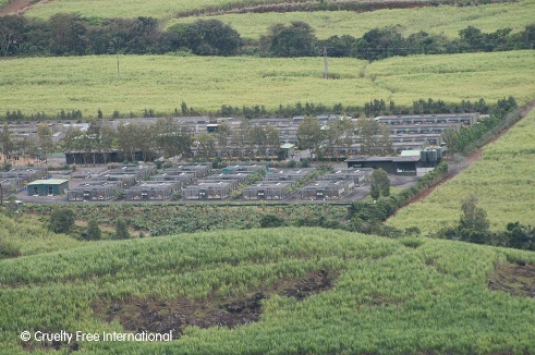 Monkey breeding farm in Mauritius.