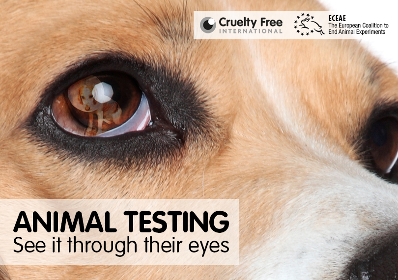 Animal testing - see it through their eyes