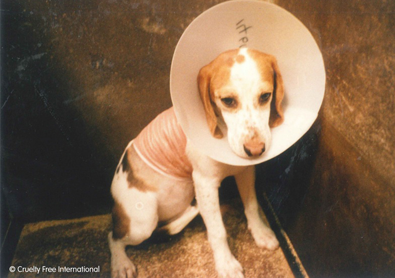 Dog used in an experiment at Huntingdon Research Centre