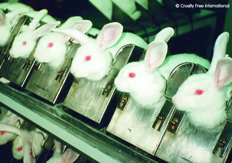 Rabbits forcibly immobilised by their necks in stocks for toxicity experiments.