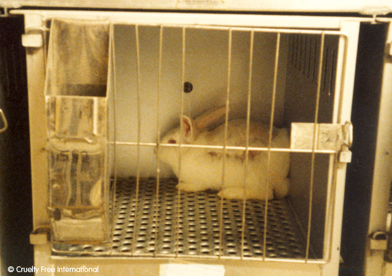 Rabbit used in toxicity experiments.