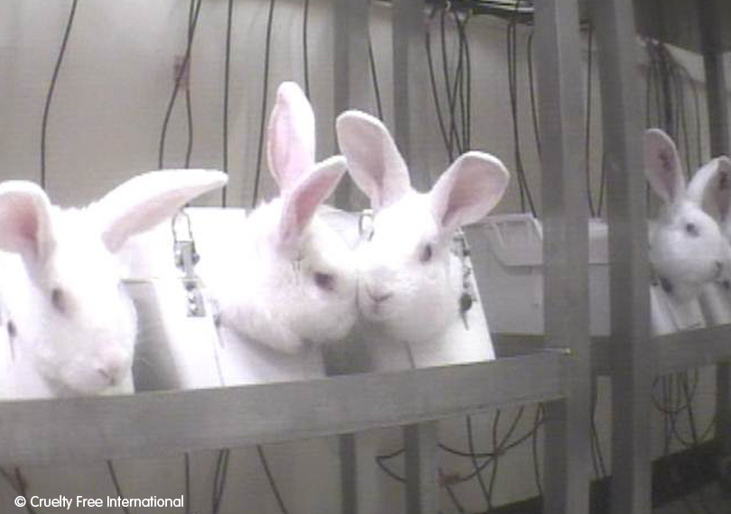 Cruelty Free International investigation exposing the appalling suffering of rabbits at a UK animal testing laboratory.