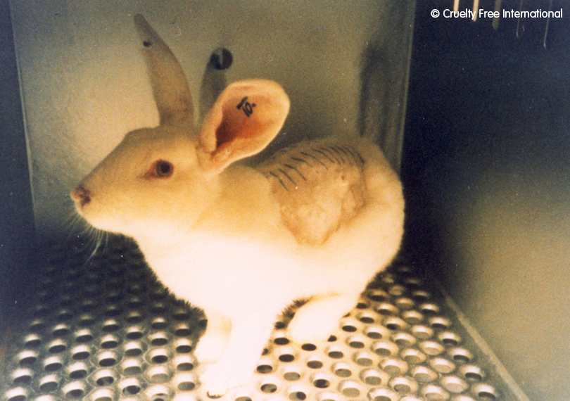 Rabbit used in toxicity experiments.