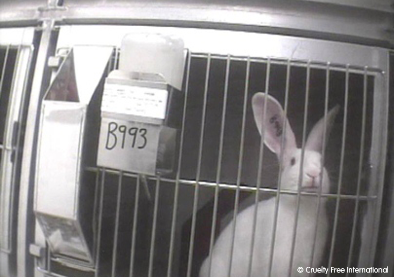 Cruelty Free International investigation exposing the appalling suffering of rabbits at a UK animal testing laboratory.