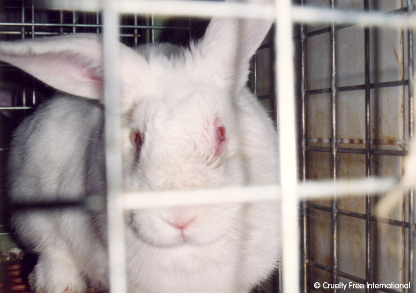 Rabbit used in cosmetics testing