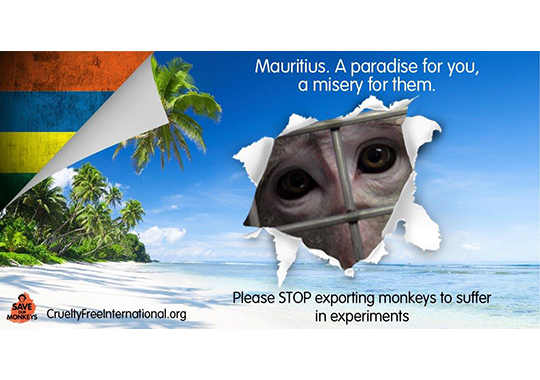 Mauritius. A paradise for you, a misery for them.