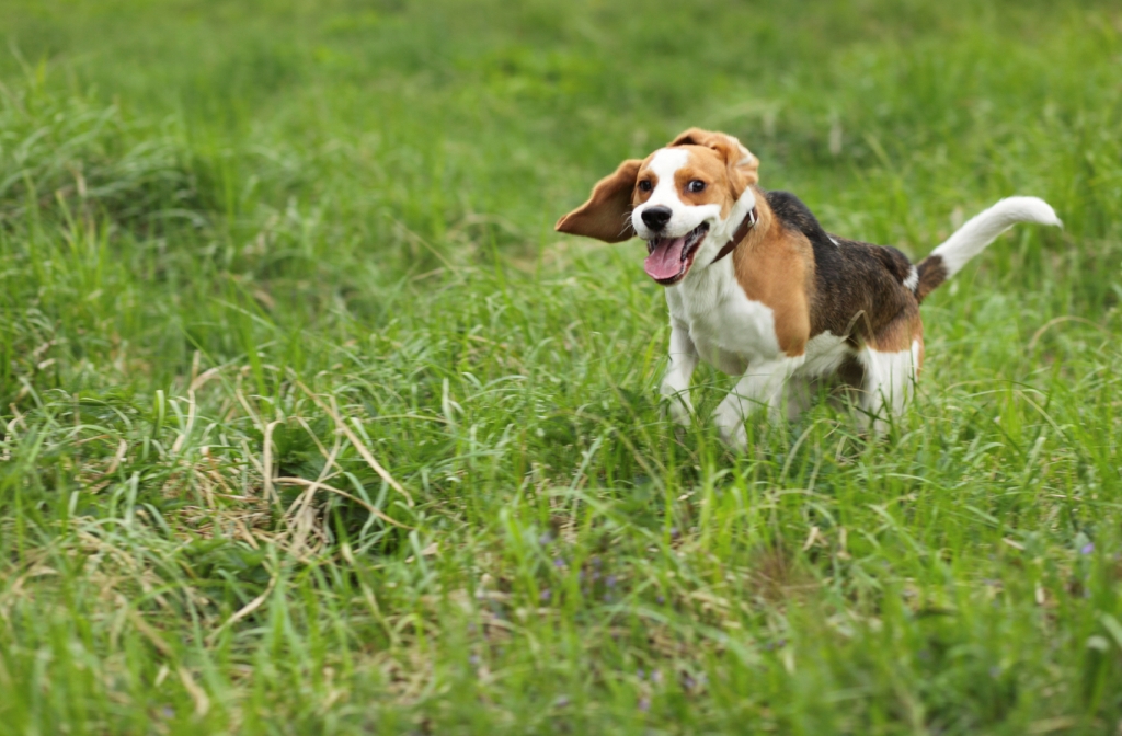 Beagle running free