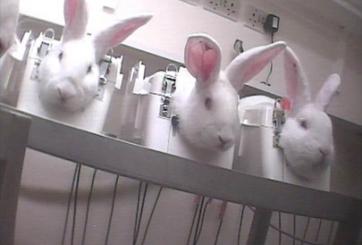 Rabbits in stocks 